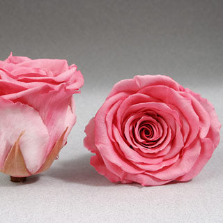 Preserved Roseheads 2.5" ALL COLORS Set of 6
