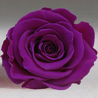 Preserved Mini Roseheads 1.5" ALL COLORS set of 12