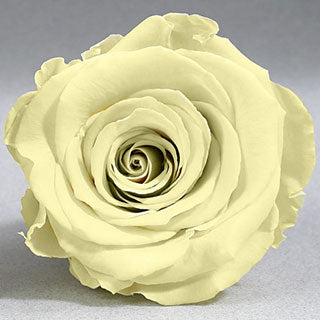 Preserved Mini Roseheads 1.5" ALL COLORS set of 12