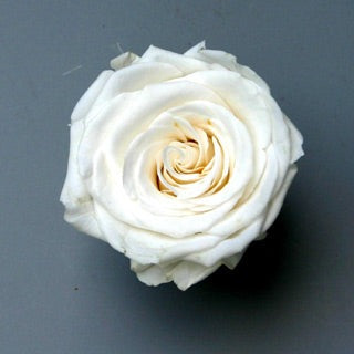 Preserved Mini Roseheads 1.5" ALL COLORS set of 12
