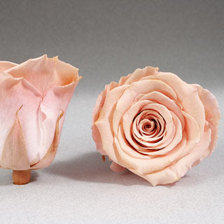 Preserved Mini Roseheads 1.5" ALL COLORS set of 12