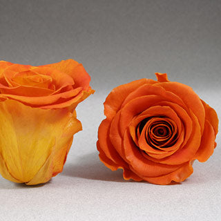 Preserved Mini Roseheads 1.5" ALL COLORS set of 12