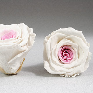 Preserved Roseheads 2.5" ALL COLORS Set of 6