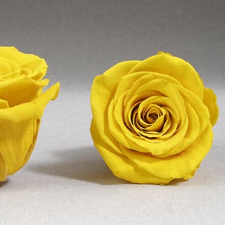 Preserved Mini Roseheads 1.5" ALL COLORS set of 12