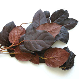 Salal preserved choice of color- green, burgundy, brown or copper
