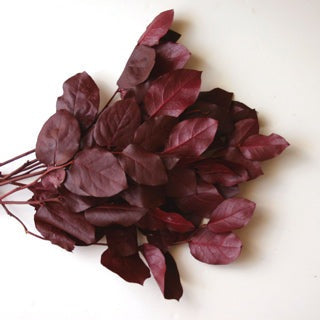 Salal preserved choice of color- green, burgundy, brown or copper