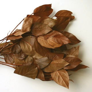 Salal preserved choice of color- green, burgundy, brown or copper