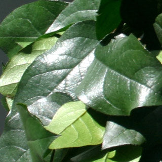 Salal preserved choice of color- green, burgundy, brown or copper