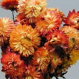 Strawflower Bunch Dried Orange or Pink color