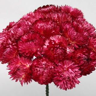 Strawflower Bunch Dried Orange or Pink color