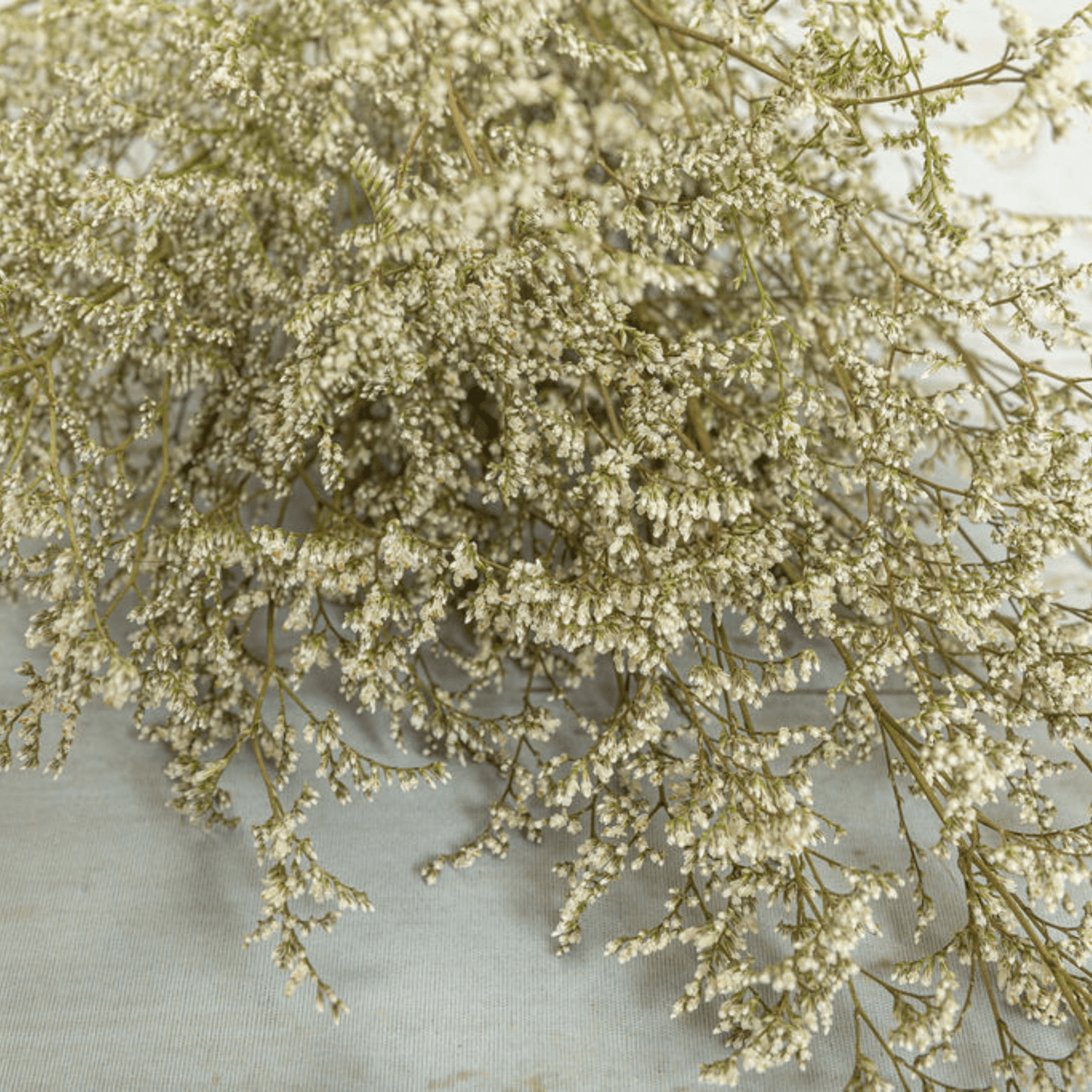 Limonium Statice Preserved - White