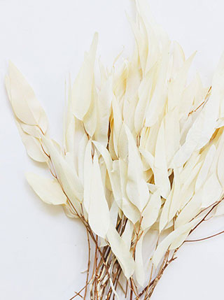 Eucalyptus Willow Preserved choice of color - green, burgundy or white