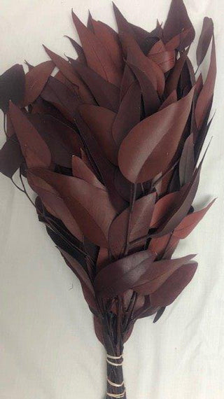 Eucalyptus Willow Preserved choice of color - green, burgundy or white