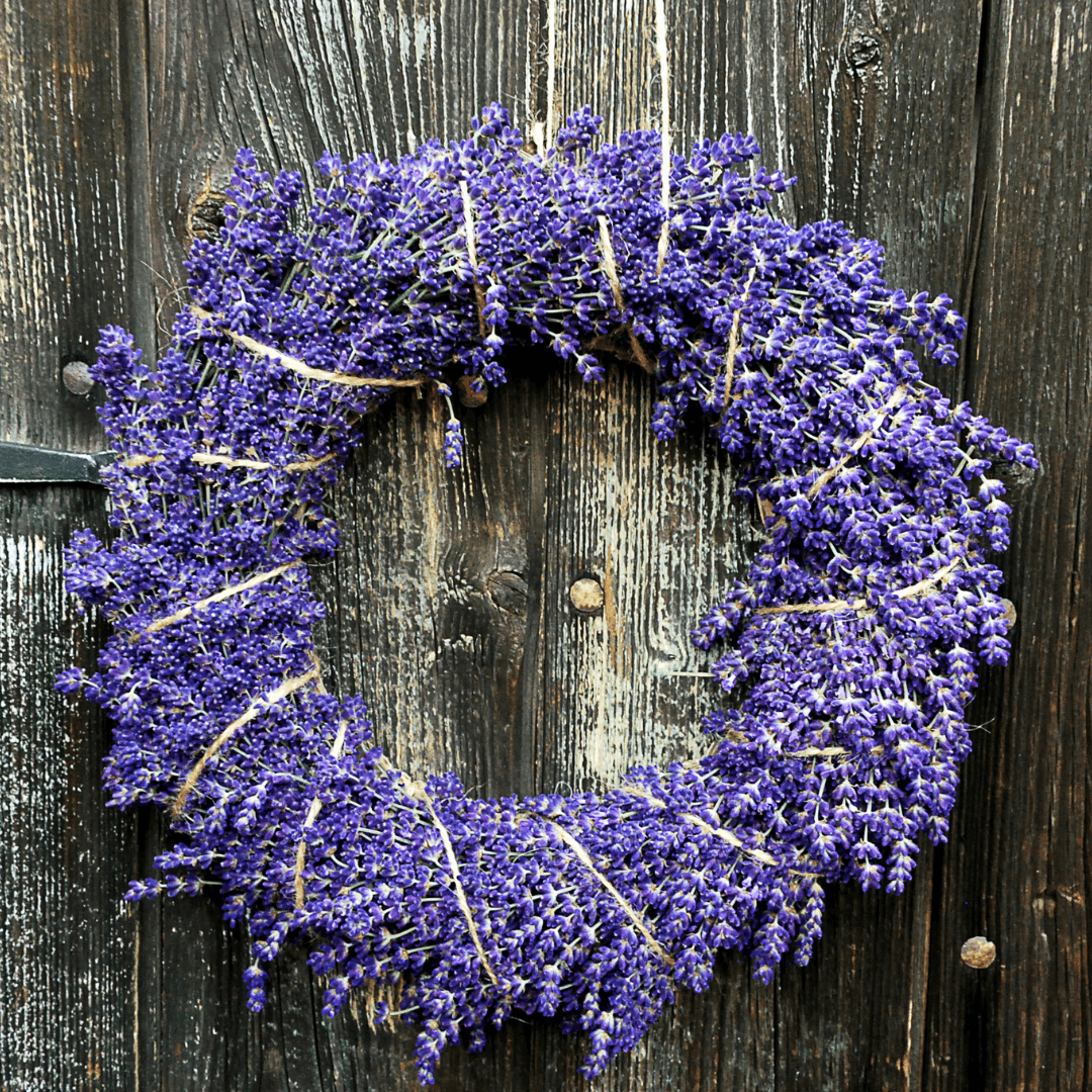 Lavender French Dentata