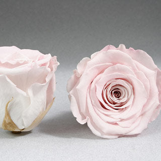 Roseheads Preserved - All Colors xs 1" set of 18