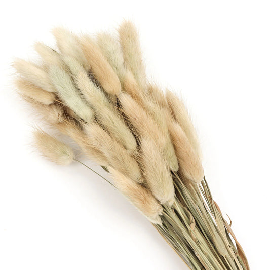 Dried Bunny Tails 50 stems . Choice of color - natural or white