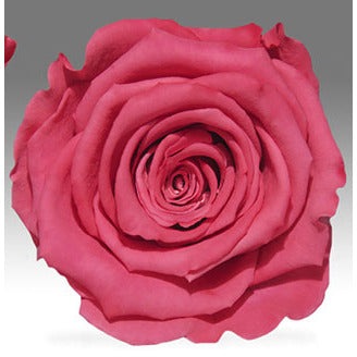 PEACH/PINKS Preserved Roseheads 2.5" or 1.5"