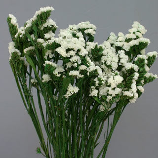 Statice Sinuata preserved - choice of white or purple