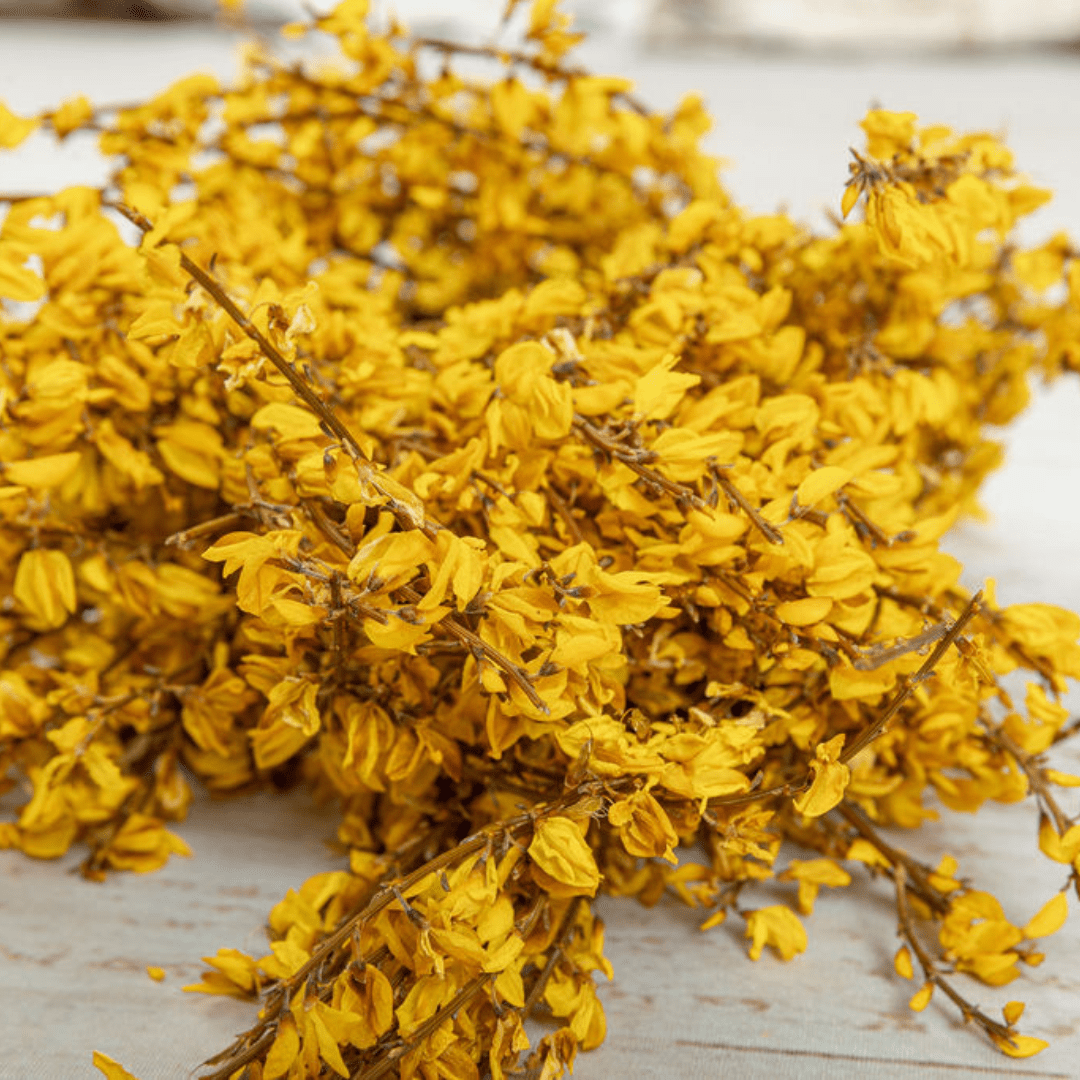 Scotch Broom, Preserved yellow