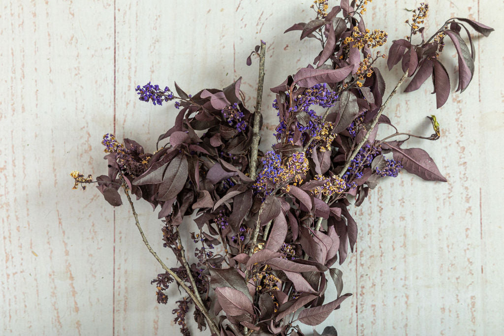 Chokecherry Bird Cherry , Preserved Back in stock in June 2023