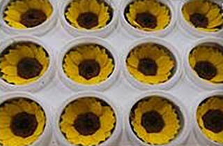 Sunflowers mini Preserved - Set of 12