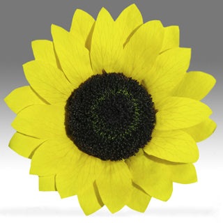 Sunflowers mini Preserved - Set of 12