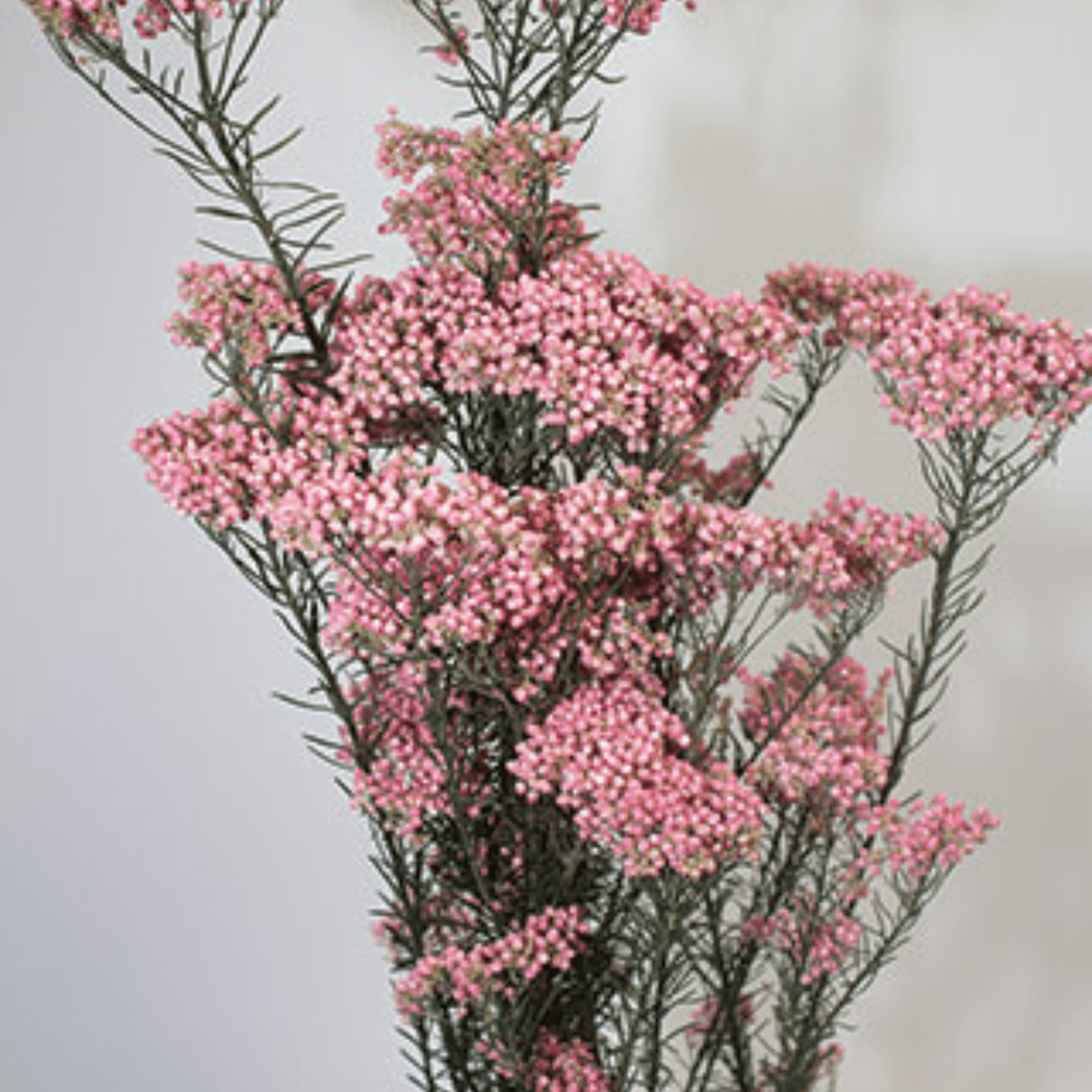 Riceflower Preserved pink