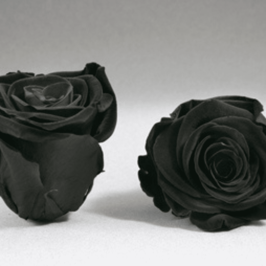 Roseheads Preserved - Black 2.5" or 1.5"