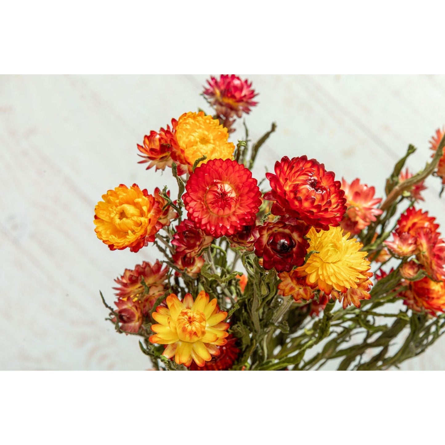 Dried Strawflower Bunch Mixed Colors