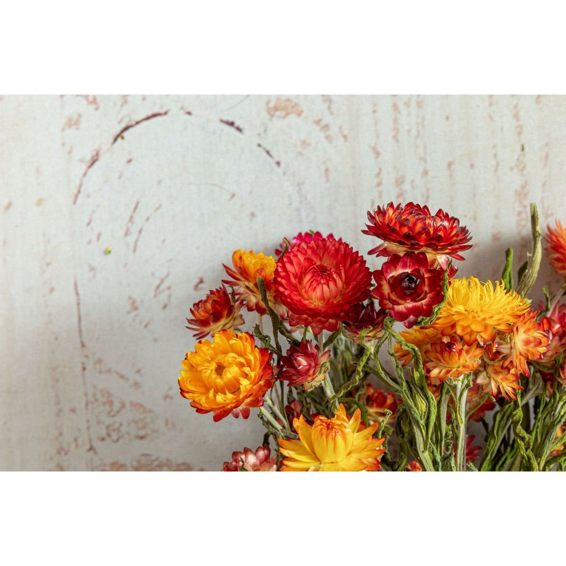 Dried Strawflower Bunch Mixed Colors