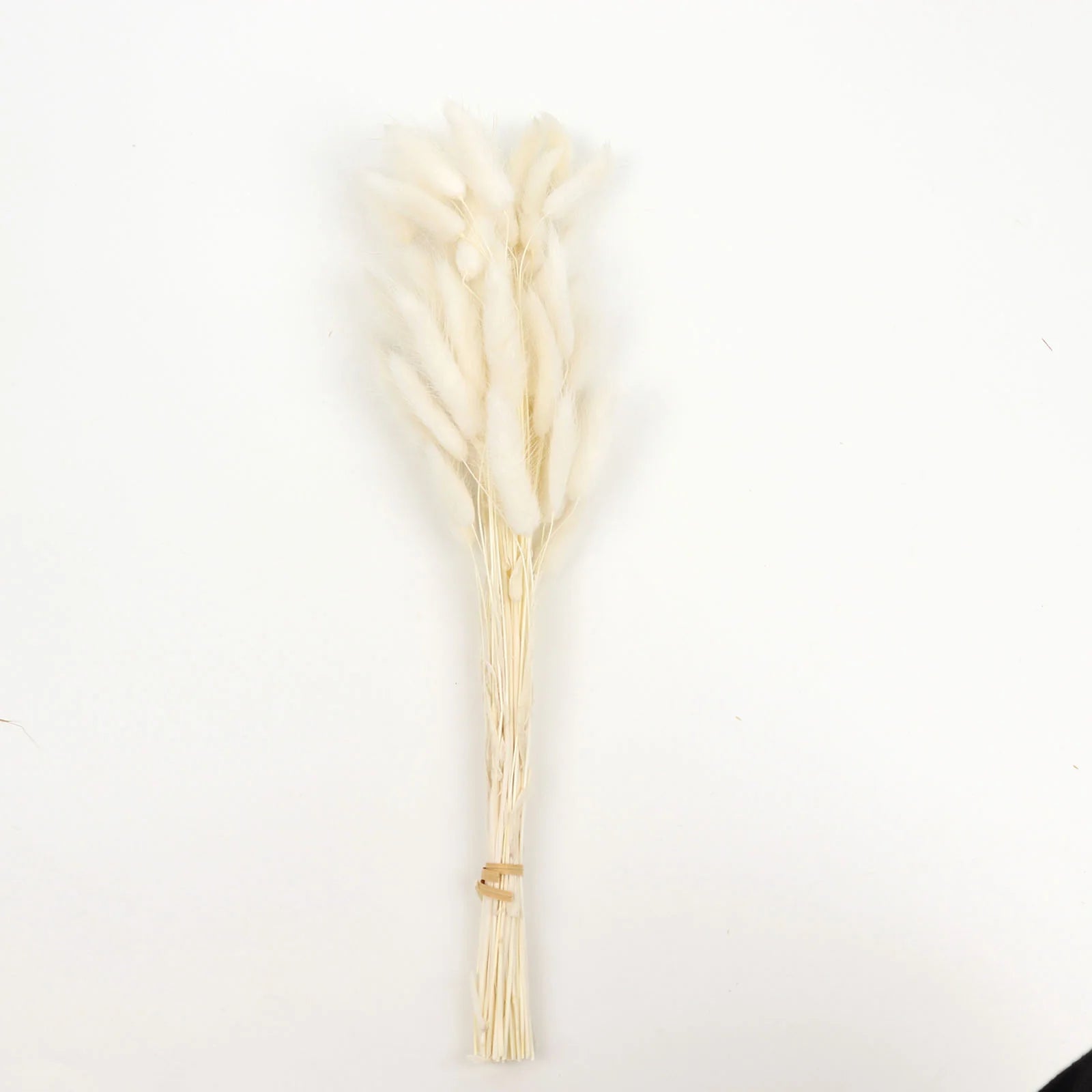 Bunny Tails Dried. Choice of color - natural or white – Beckwourth Blooms
