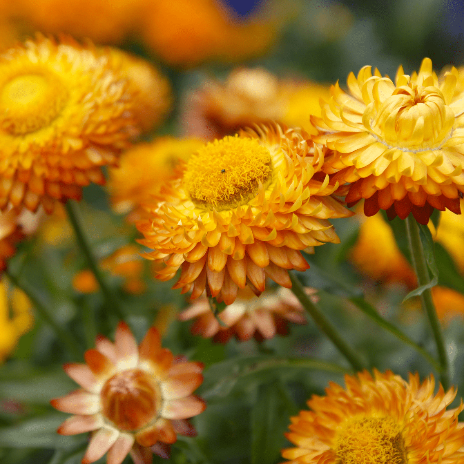 Strawflower Bunch Dried Orange or Pink color