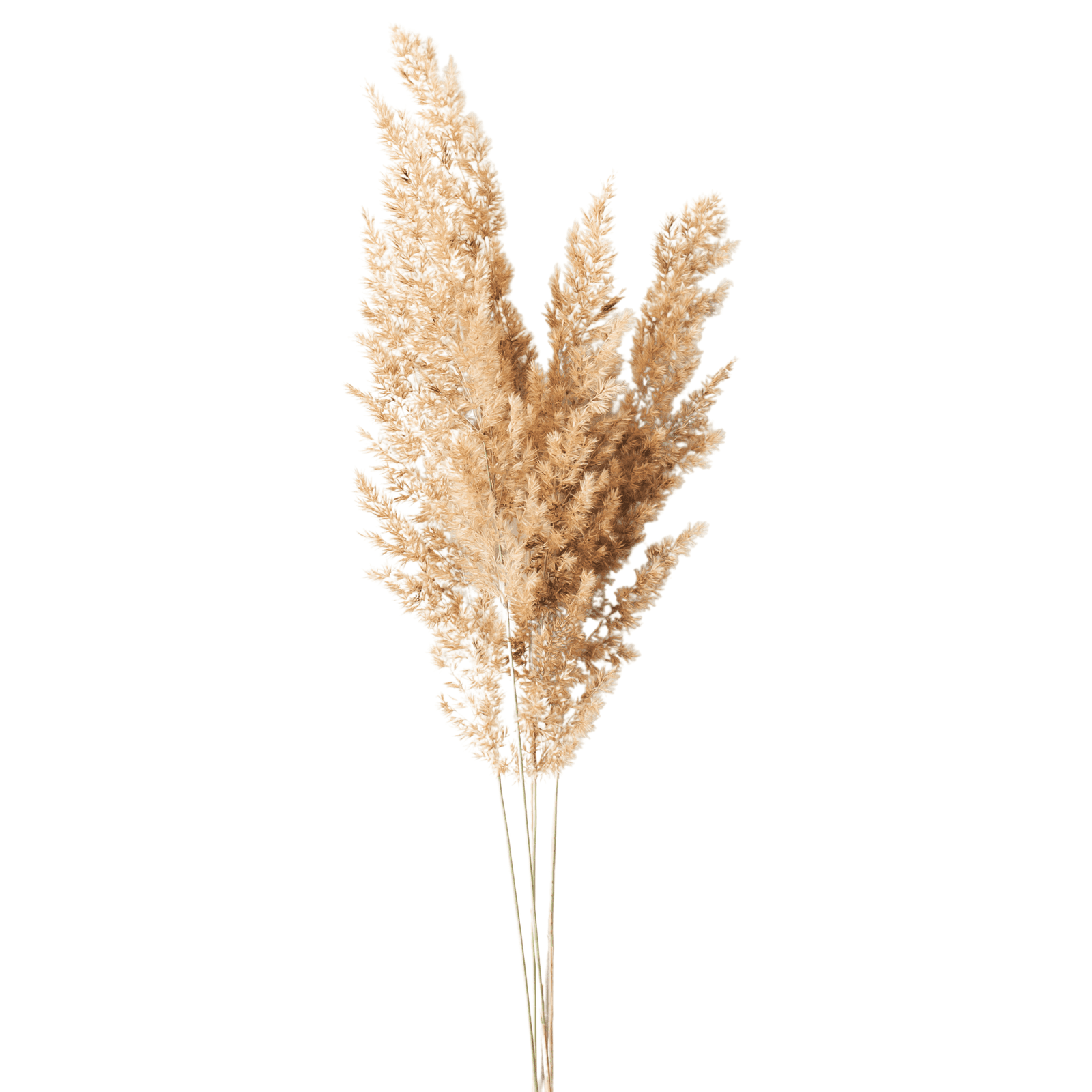 Pampas Grass - white, wheat or natural