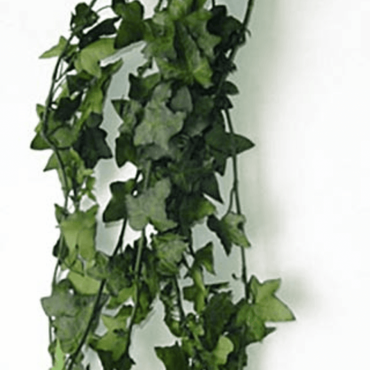 Ivy, Hanging Ivy preserved