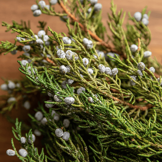 Juniper Branches with Berries choice of fresh or preserved