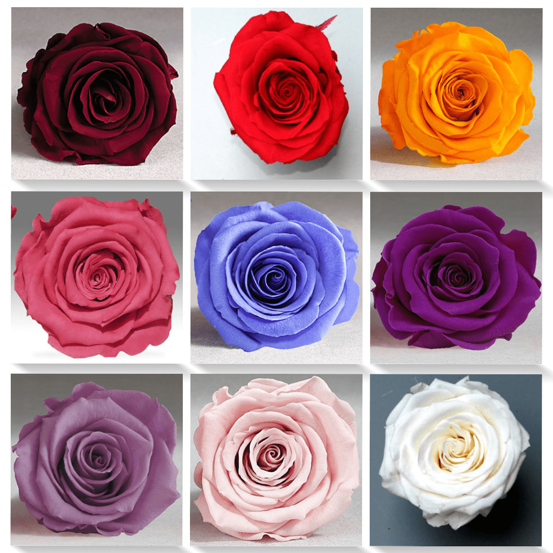 Two Differet Roses Different Types Of Roses