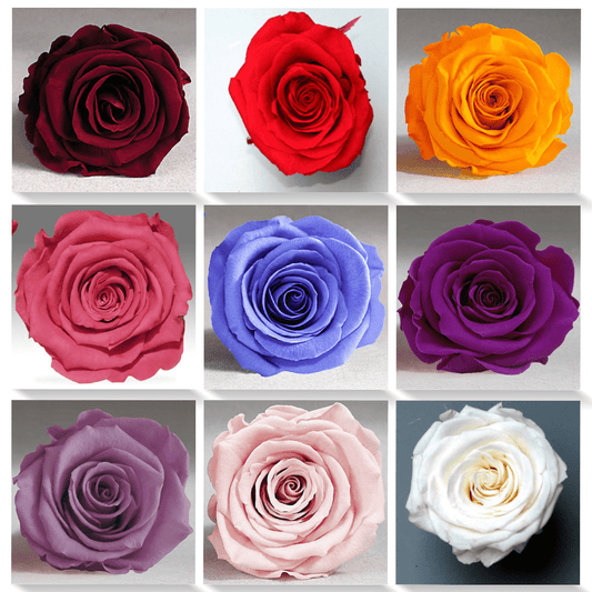 Preserved Roseheads 2.5" ALL COLORS Set of 6