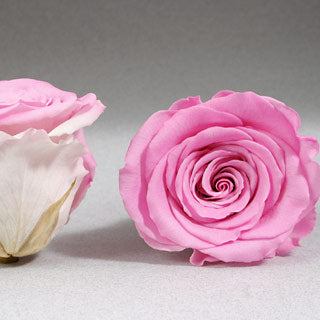 Preserved Mini Roseheads 1.5" ALL COLORS set of 12
