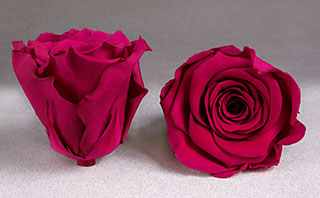 Preserved Mini Roseheads 1.5" ALL COLORS set of 12