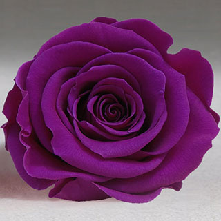 PURPLES Preserved Roseheads 2.5" or 1.5"