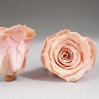 PEACH/PINKS Preserved Roseheads 2.5" or 1.5"