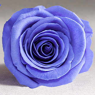 BLUE Preserved Roseheads 2.5" or 1.5"