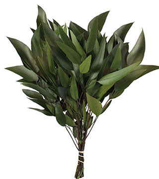 Eucalyptus Willow Preserved choice of color - green, burgundy or white