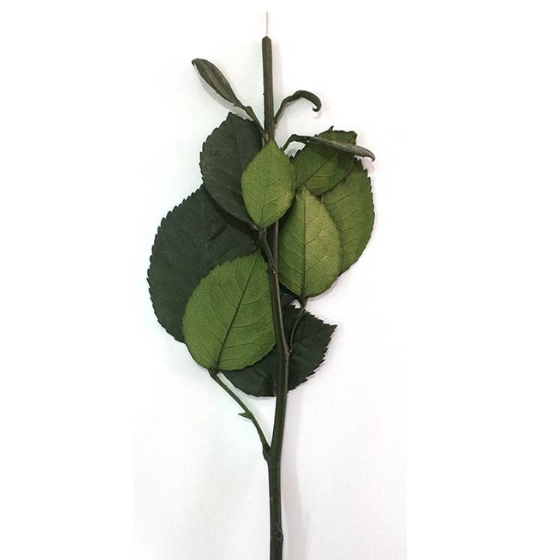 Rose Stems Preserved - Set of 6 (12 or 20) for stemming roseheads