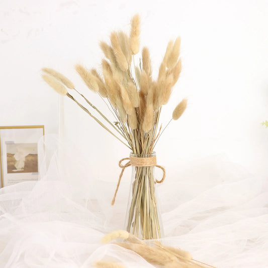Dried Bunny Tails 50 stems . Choice of color - natural or white