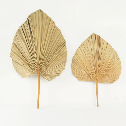 Natural Dried Palm Leaves - set of 3