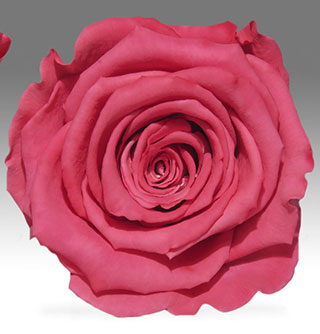 Preserved Roseheads 2.5" ALL COLORS Set of 6